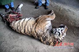 des tigres