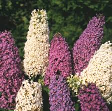 buddleia davidii