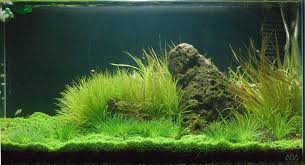 aquariums cube