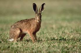 chasse au lievre