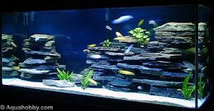 cichlid rocks