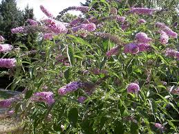 buddleia davidii