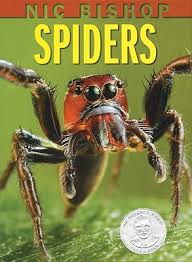 nic bishop spiders