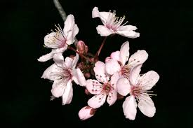 cherry blossom flowers