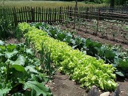 organic gardens