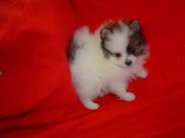 pomeranian dog