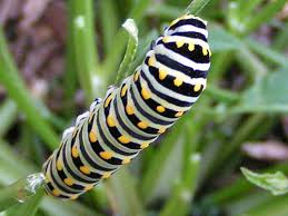 butterfly larvae pictures