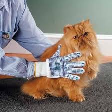 cat grooming brushes