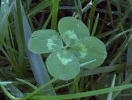 four leaf clover plants