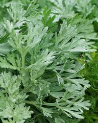 artemisia plant