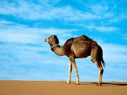 camel desert
