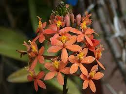 orange orchids