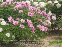 chinese peony tree