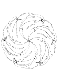 mandala dauphins