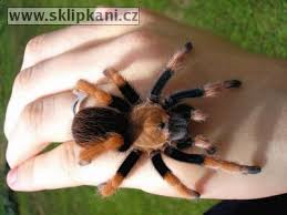 aphonopelma bicoloratum