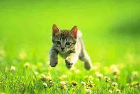 cat runner