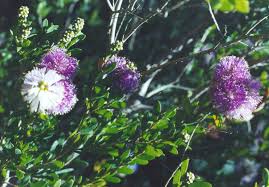 melaleuca nesophila