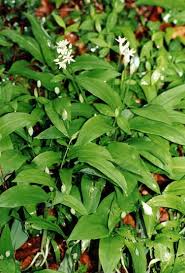 allium ursinum