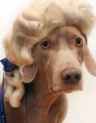 george washington dogs