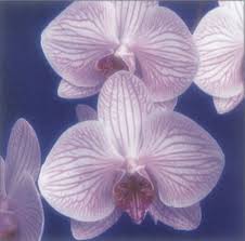 moth orchid