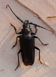 large beetles