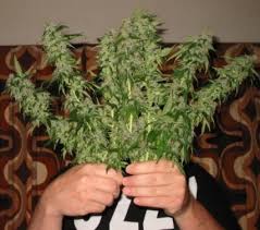 grow marijuana