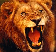 lion pic