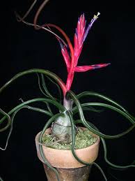 air plants