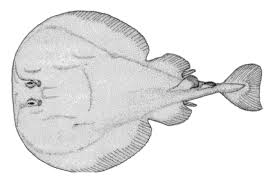 rays fishes