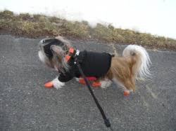 weighted vest for dogs