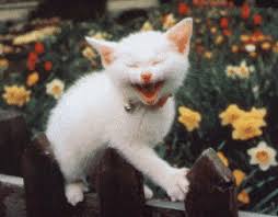 cat animated