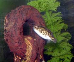 figure 8 puffer