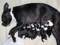 newborn puppies