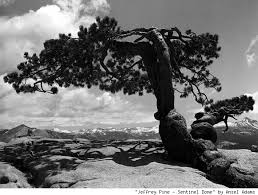 ansel adams the camera