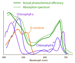 light absorption