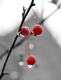 cherry berry