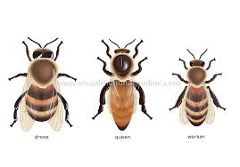 types of bees