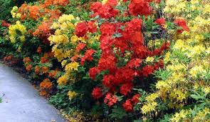 pictures azaleas