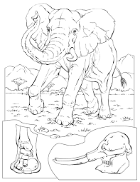 national geographic coloring sheets