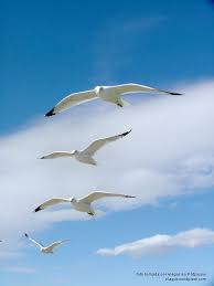 gaviotas
