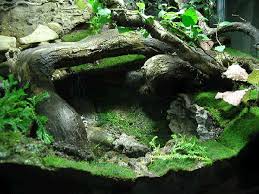 vivarium