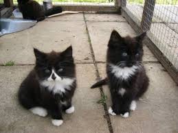4 week old kitten