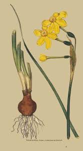 jonquil bulbs