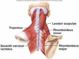 occipital bone