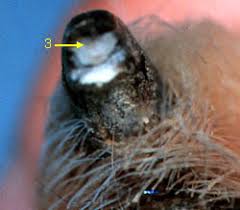 dog nail cut