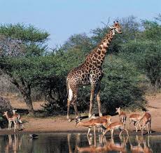 kruger national park