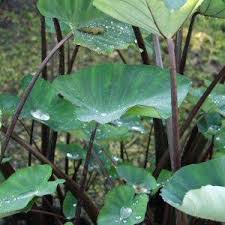 colocasia esculenta