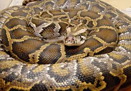 snakes picture