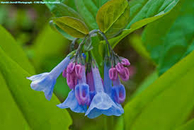 virginia bluebells mertensia virginica