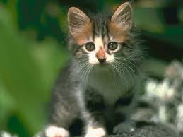 little cat